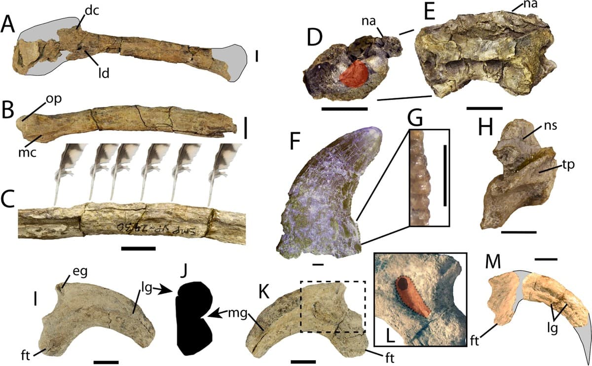 Putting Meat on the Bones